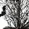 Glitzhome; Glitzhome® 20" Lighted Halloween Bats Table Tree Decor; Category:Halloween Floral Arrangements; Image:7